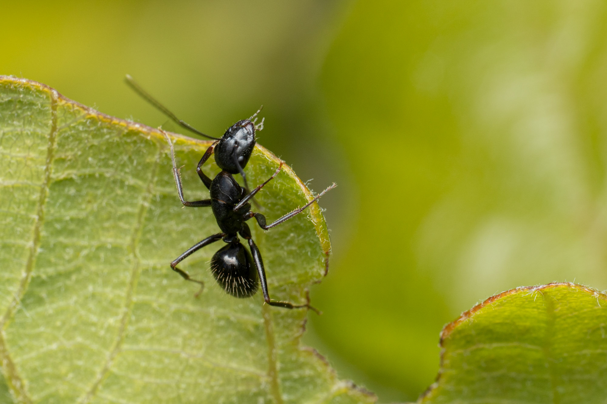 Camponotus aethiops